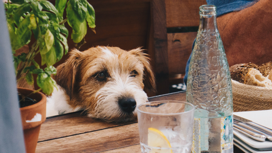 Minerals in the summer: electrolytes