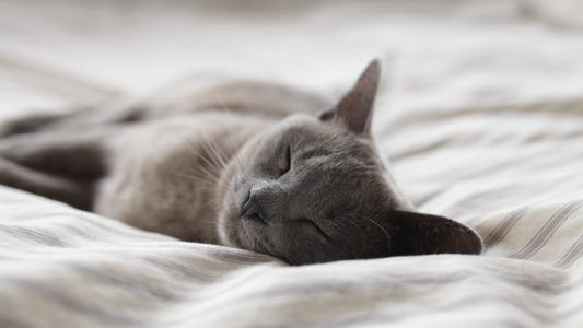 Sleep